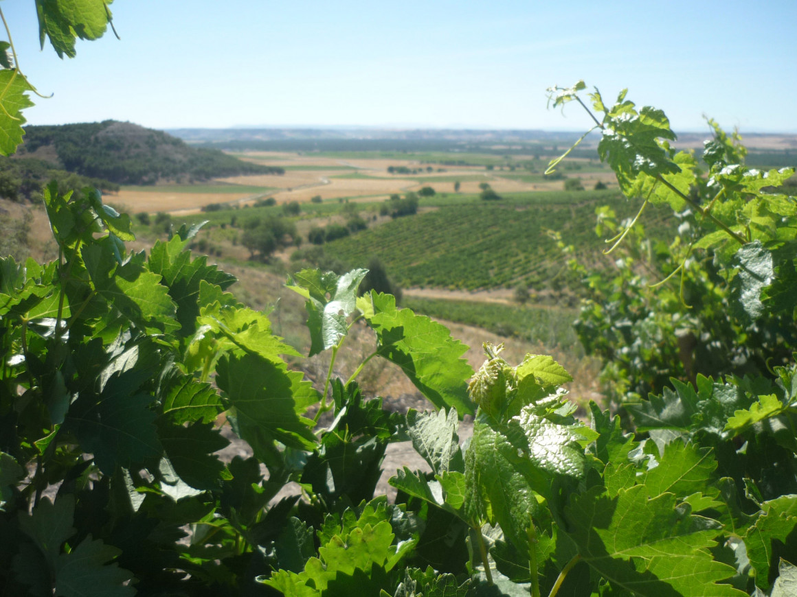 BODEGAS CANTAMORA