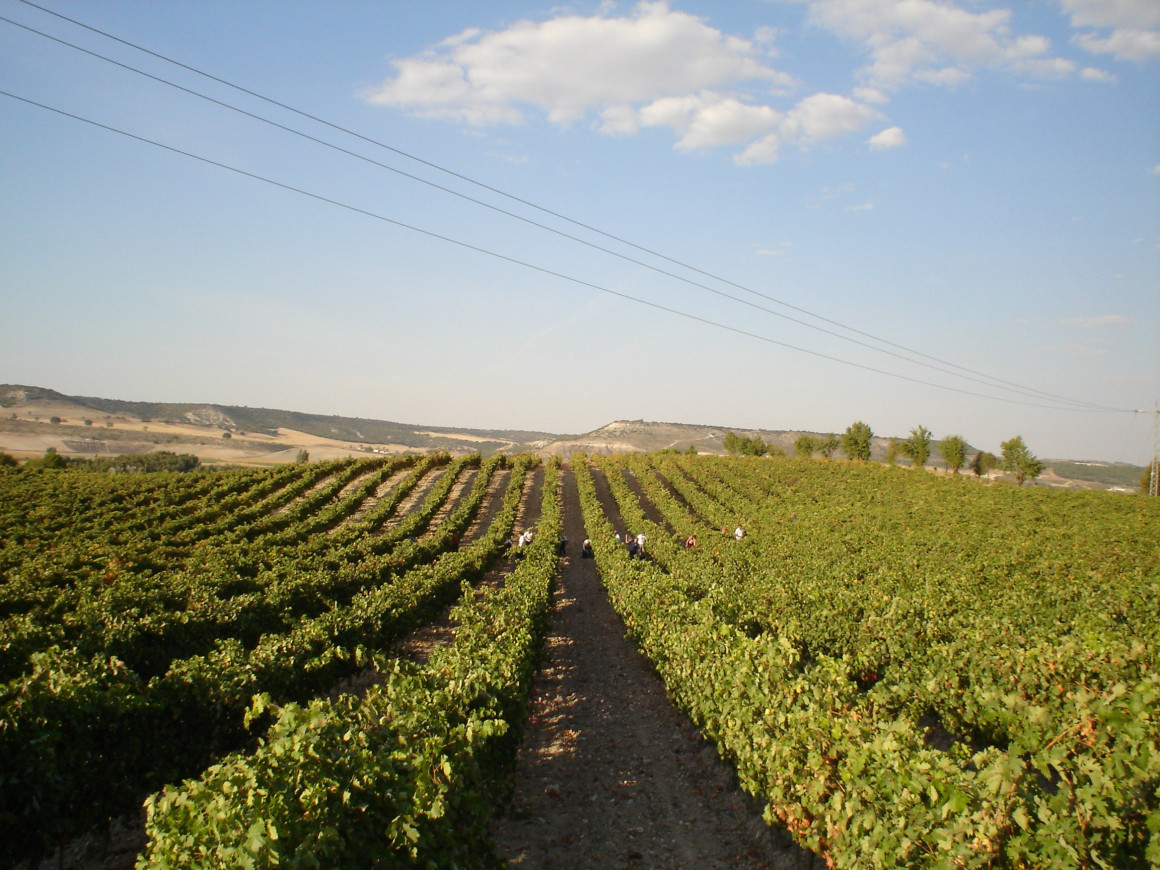 Parcela de viñedo Pago de Carrantigua