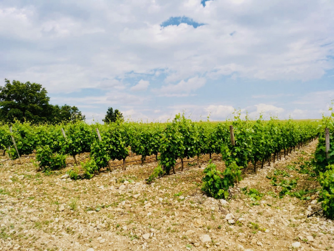 BODEGAS BOHÓRQUEZ