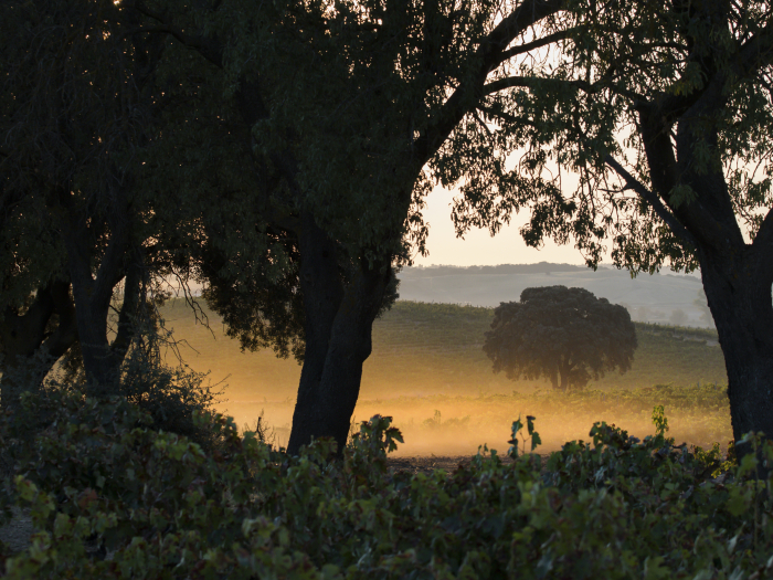 Viñedos de Bodegas LA HORRA 