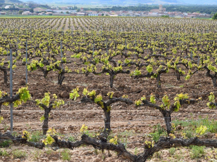 Viñedos Pesquera de Duero Bodegas Federico