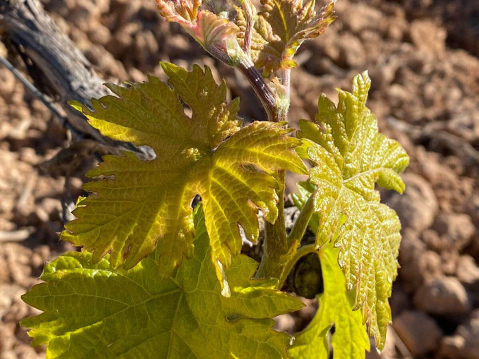 Viticultura Ribera del Duero