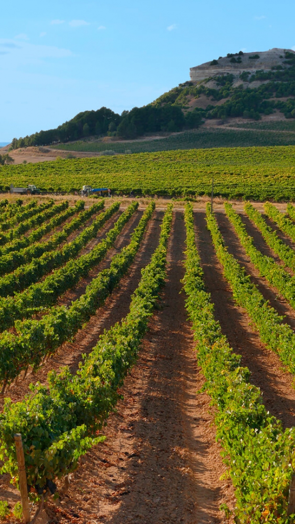 Paisaje Ribera del Duero